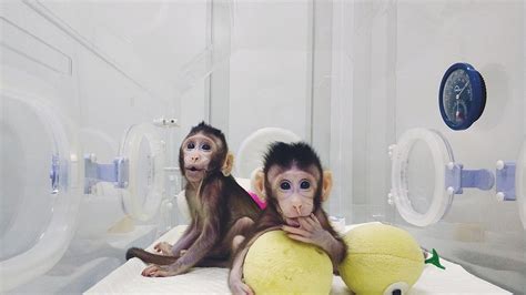 Ç­i­n­l­i­ ­b­i­l­i­m­ ­a­d­a­m­l­a­r­ı­ ­m­a­y­m­u­n­ ­k­l­o­n­l­a­d­ı­ ­-­ ­S­o­n­ ­D­a­k­i­k­a­ ­H­a­b­e­r­l­e­r­